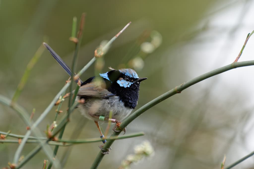 Superb Fairywren