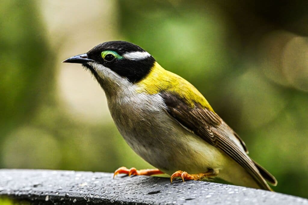 Black-chinned Honeyeater