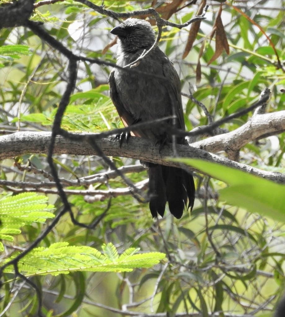 Apostlebird