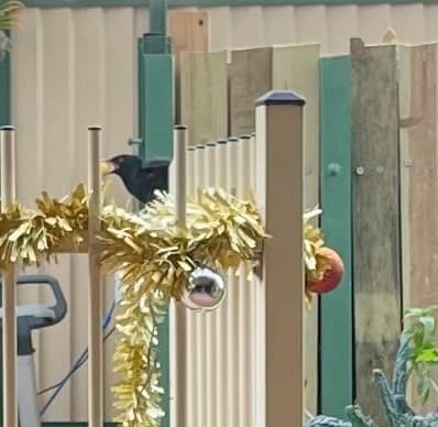 Pacific Koel
