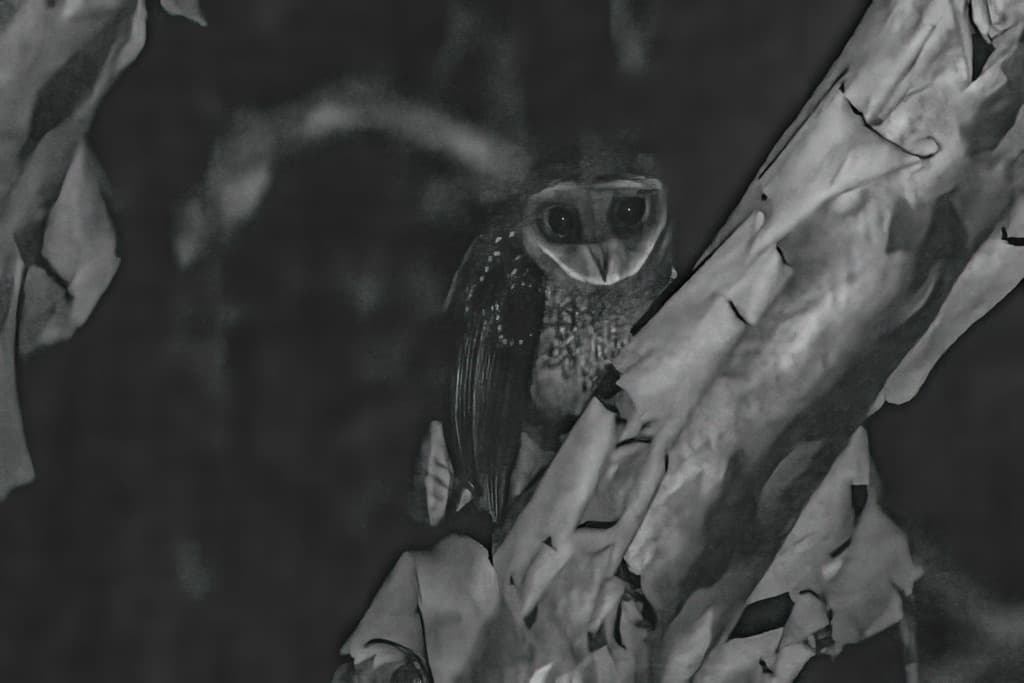 Lesser Sooty Owl