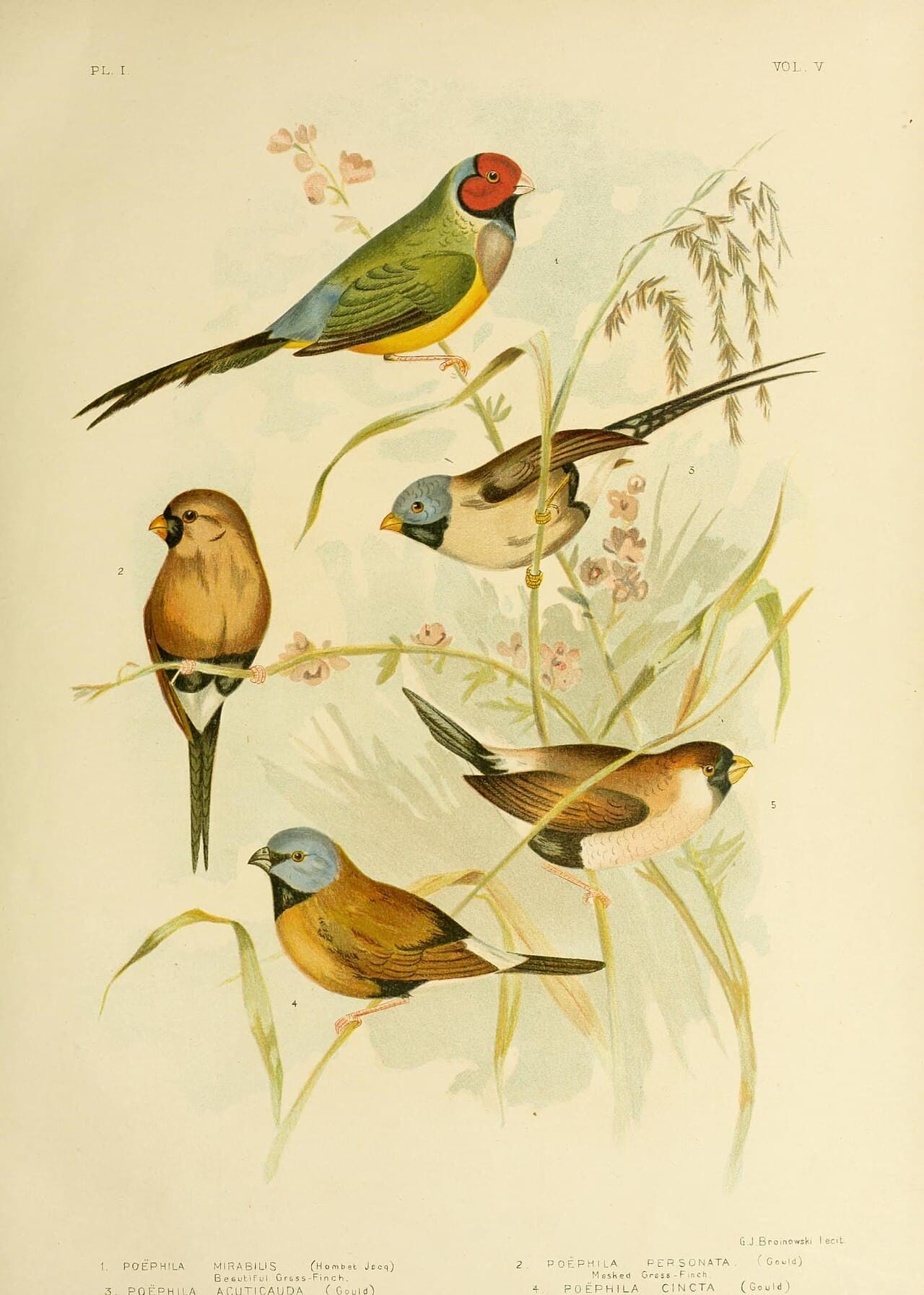 Black-throated Finch