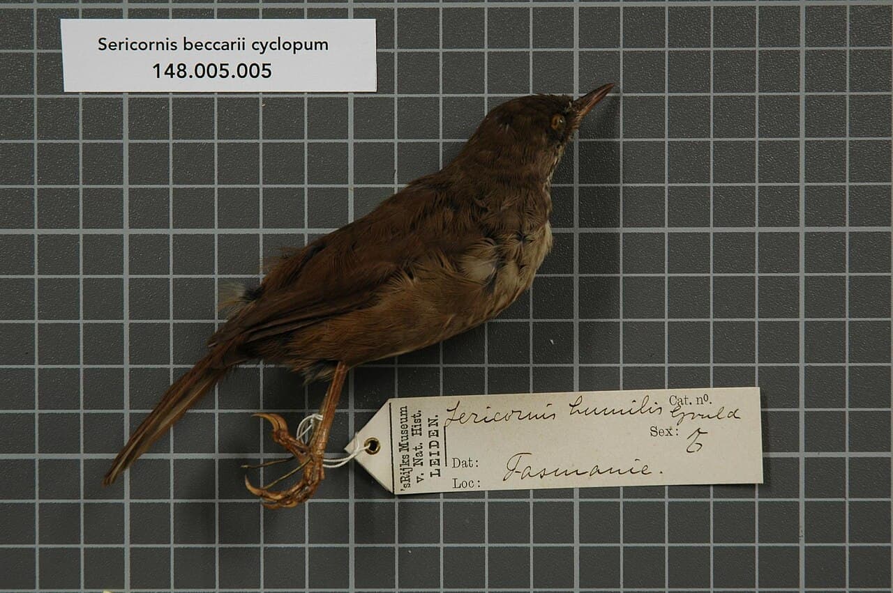Tropical Scrubwren