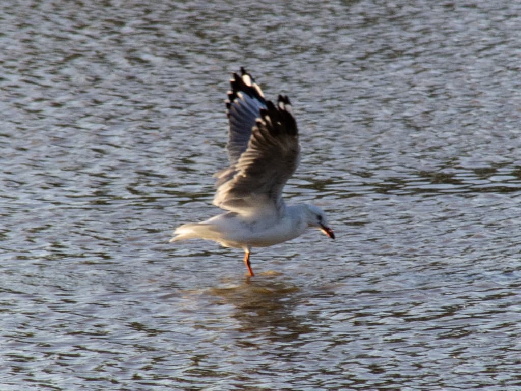 Silver Gull