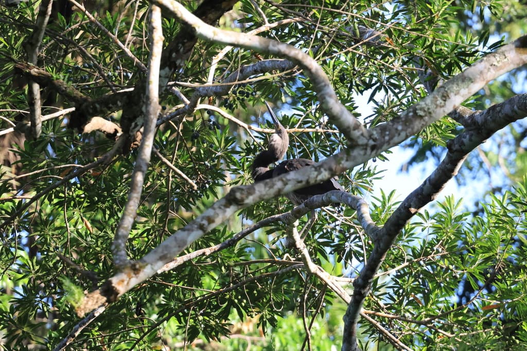 Great-billed Heron