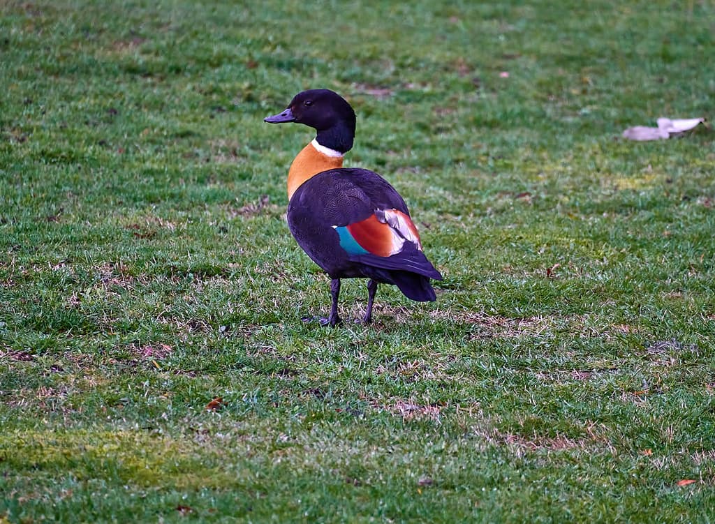 Australian Shelduck