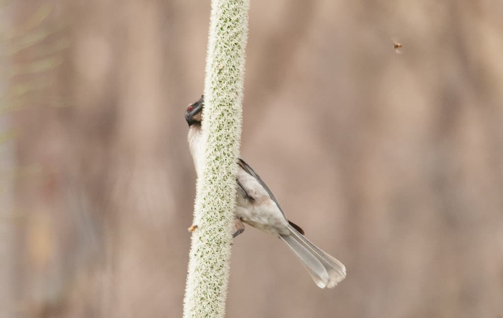 Noisy Friarbird