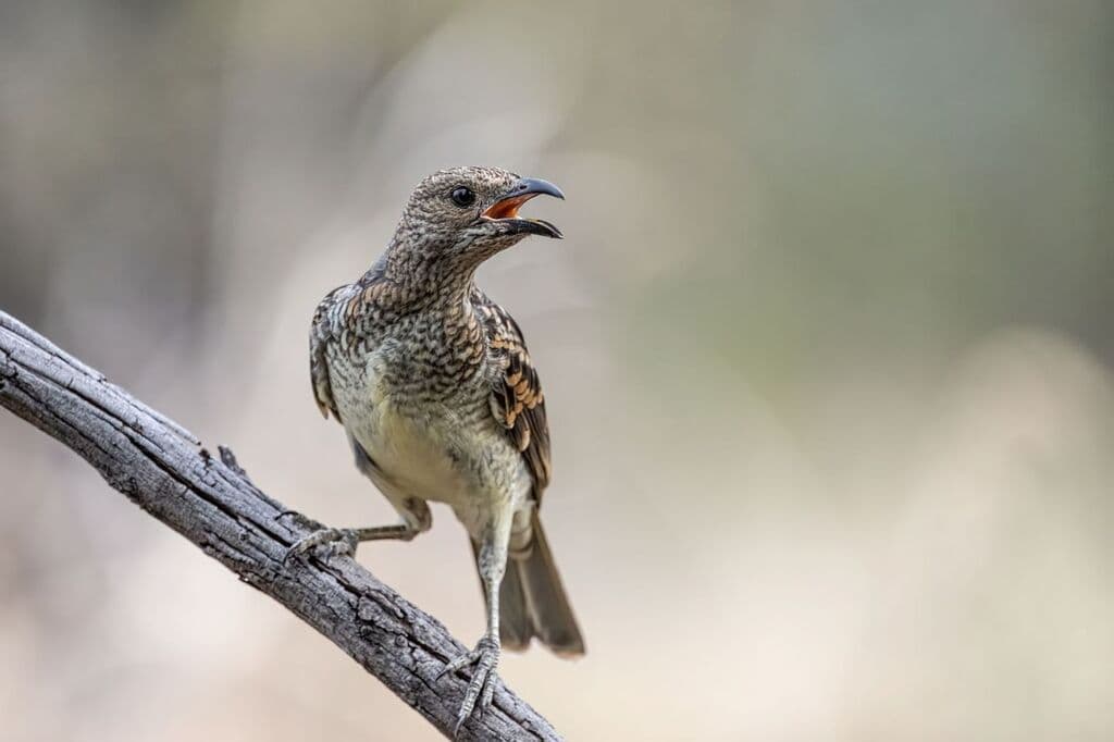 Spotted Bowerbird