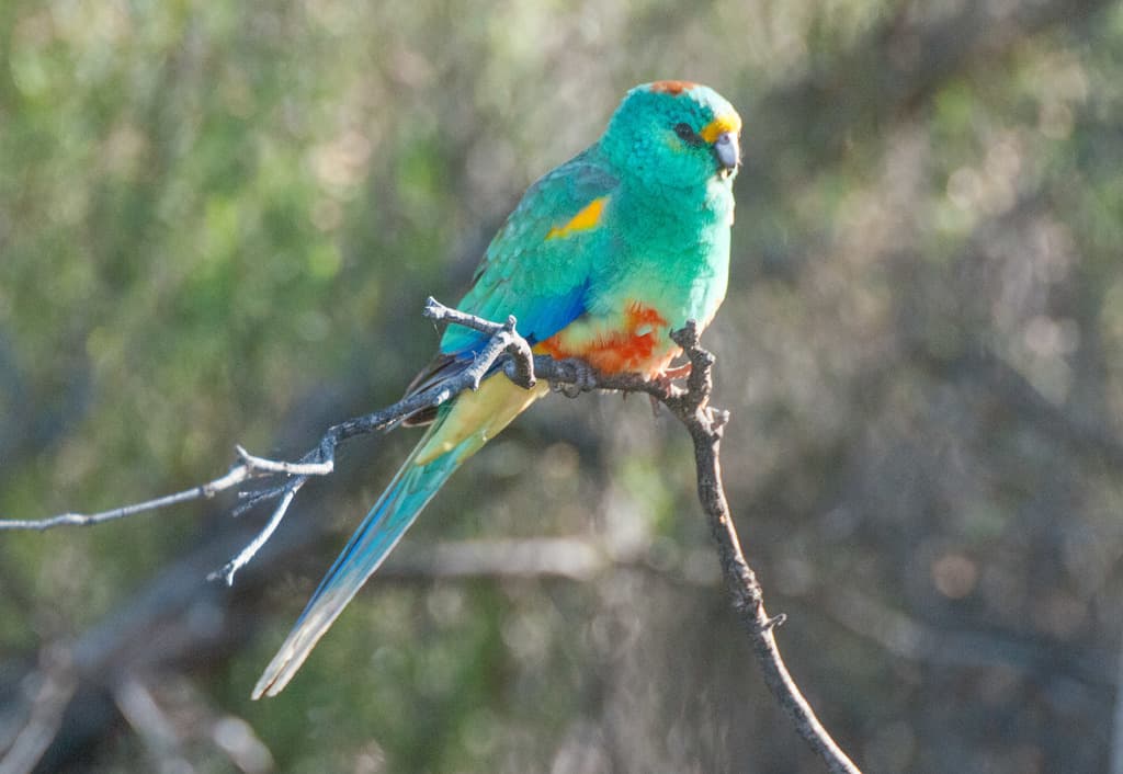 Mulga Parrot