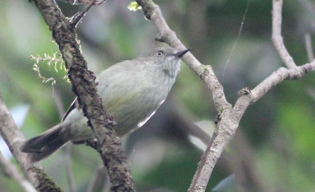 Mountain Thornbill