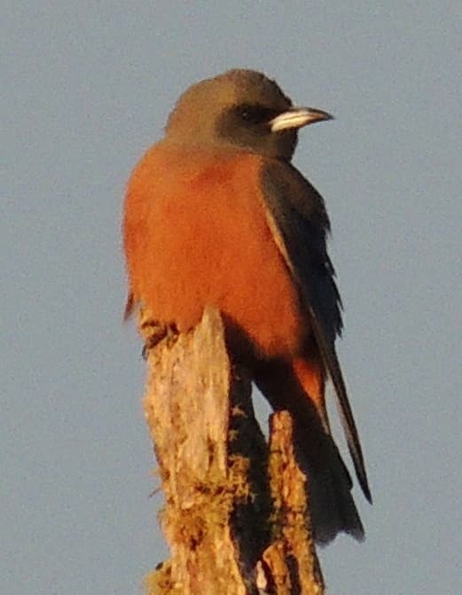 Masked Woodswallow