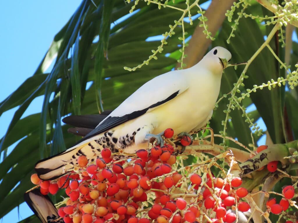 Torresian Imperial Pigeon