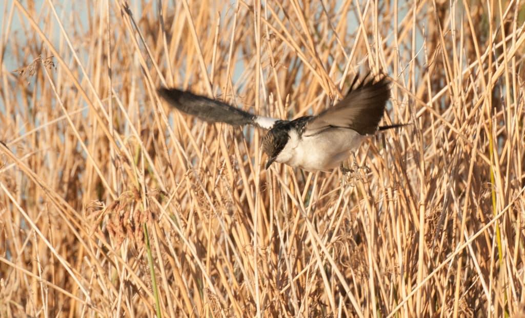 White-winged Triller