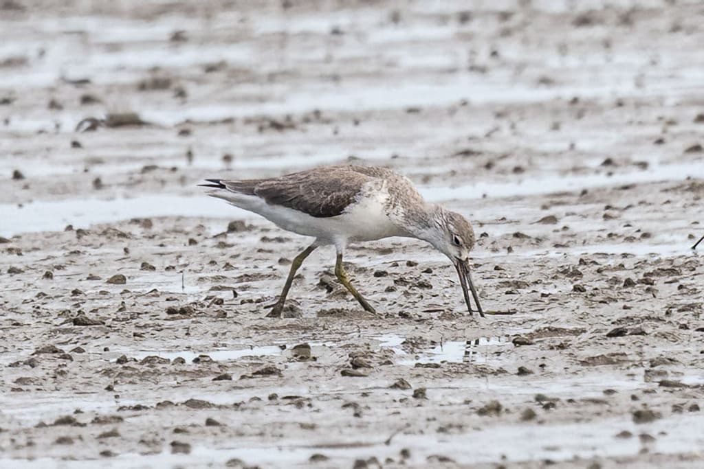 Nordmann's Greenshank