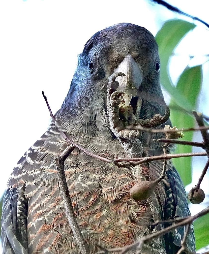 Gang-gang Cockatoo