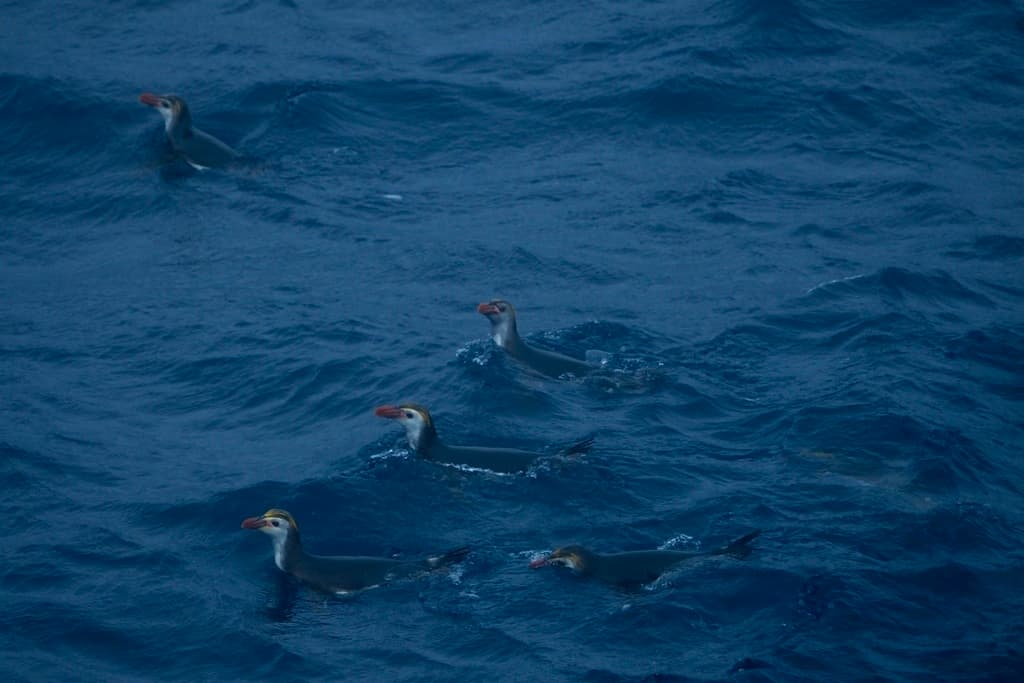 Macaroni Penguin