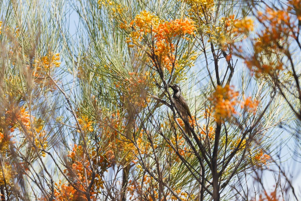 White-fronted Honeyeater
