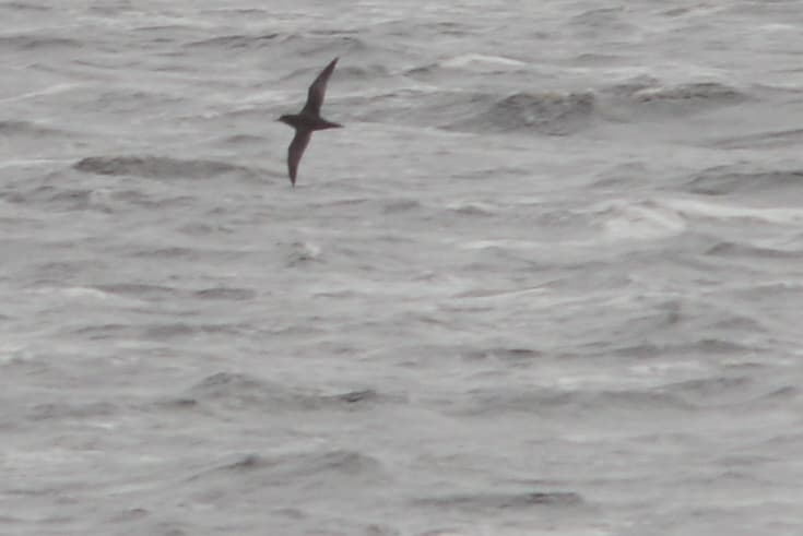Sooty Shearwater