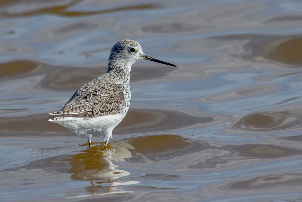 Marsh Sandpiper
