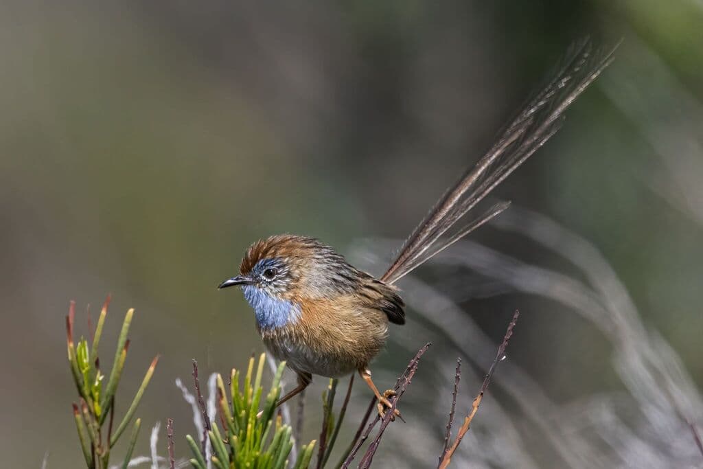 Southern Emu-wren
