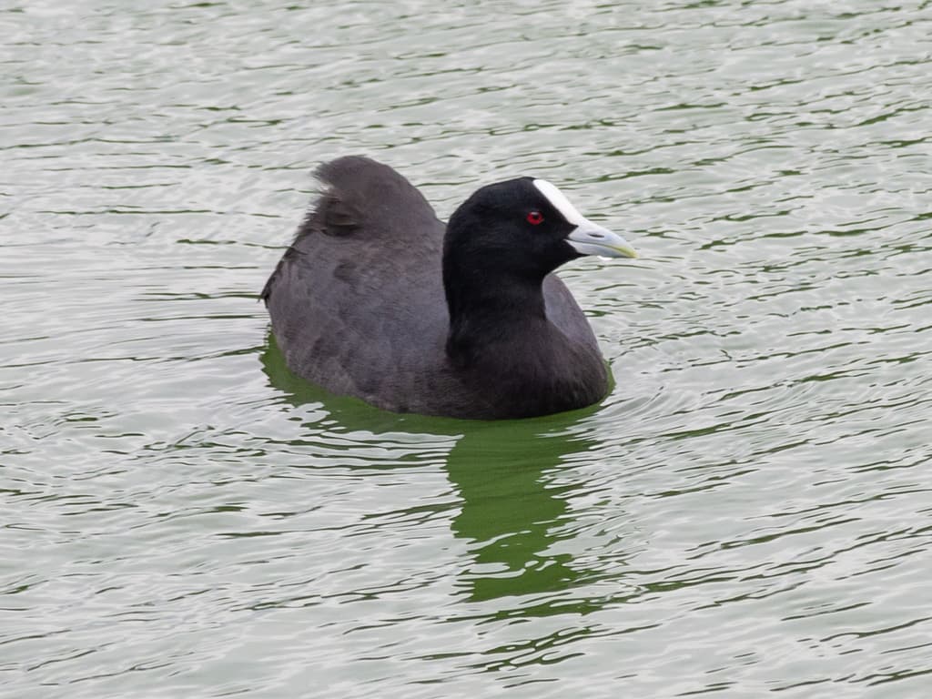 Eurasian Coot
