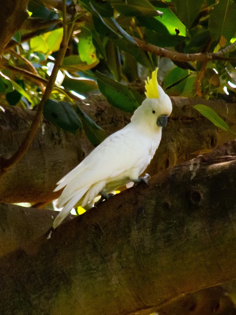 Sulphur-crested Cockatoo