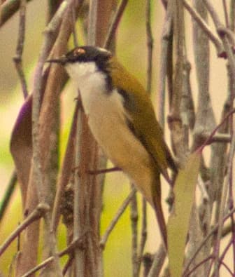 White-naped Honeyeater