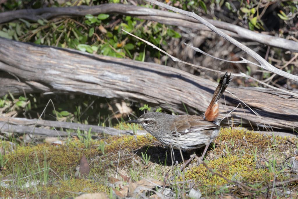 Shy Heathwren