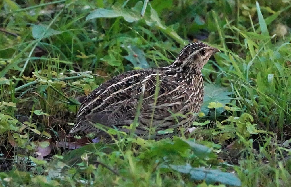 Stubble Quail