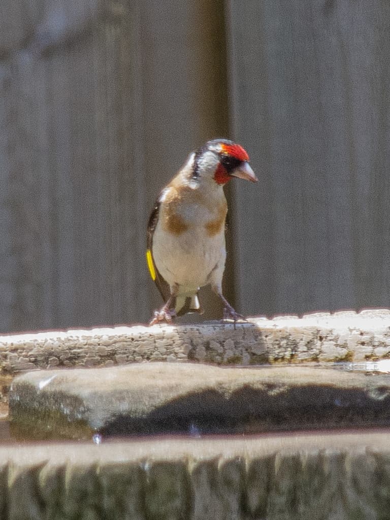 European Goldfinch
