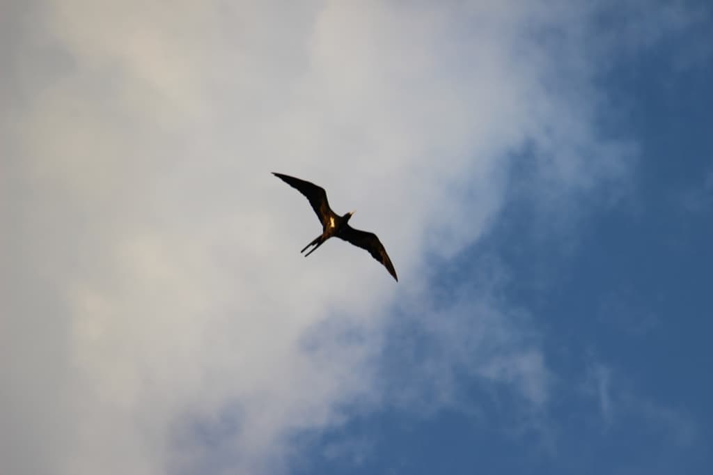 Lesser Frigatebird