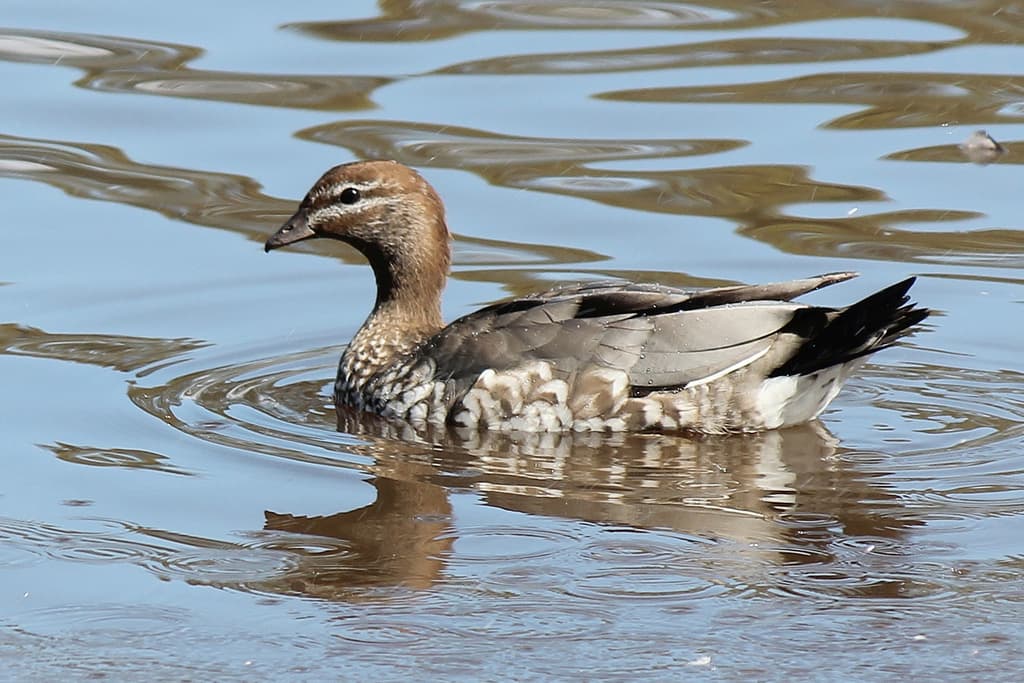 Maned Duck