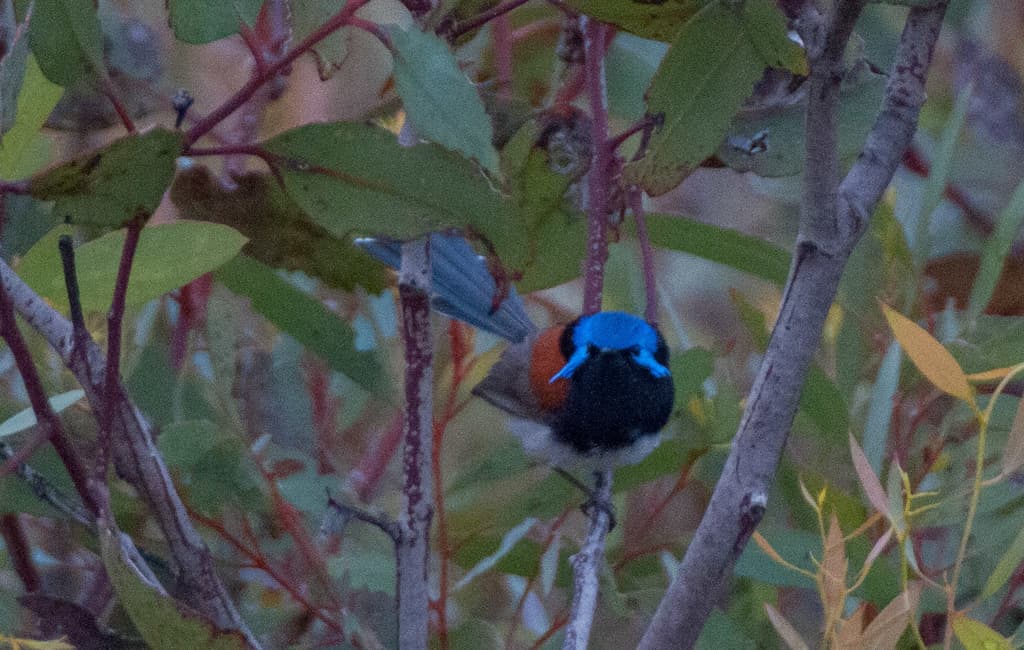 Blue-breasted Fairywren