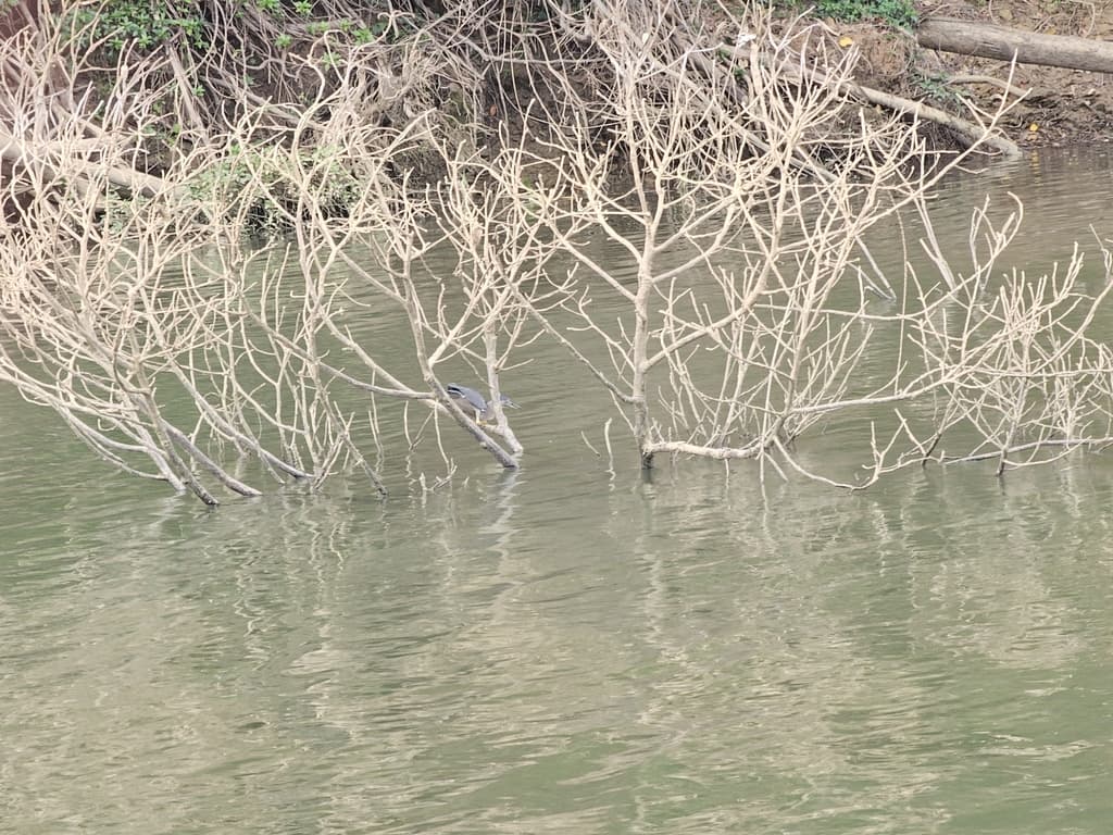 Striated Heron