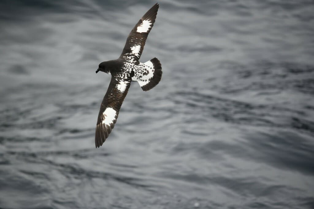 Pintado Petrel