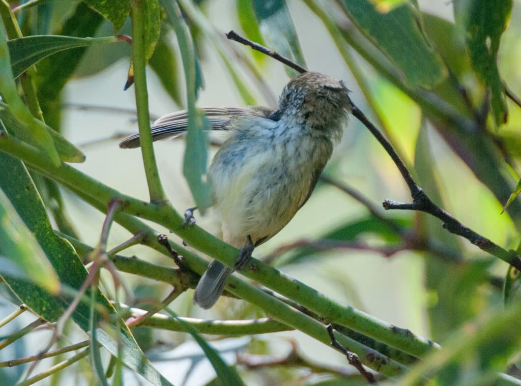 Striated Thornbill