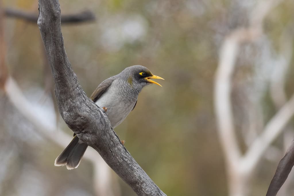 Black-eared Miner