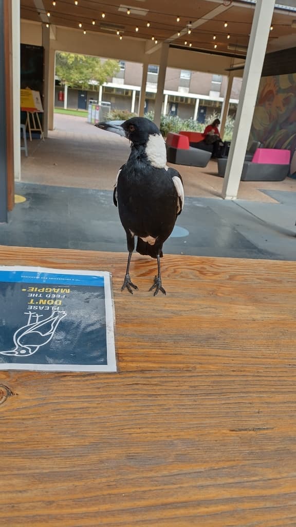 Australian Magpie