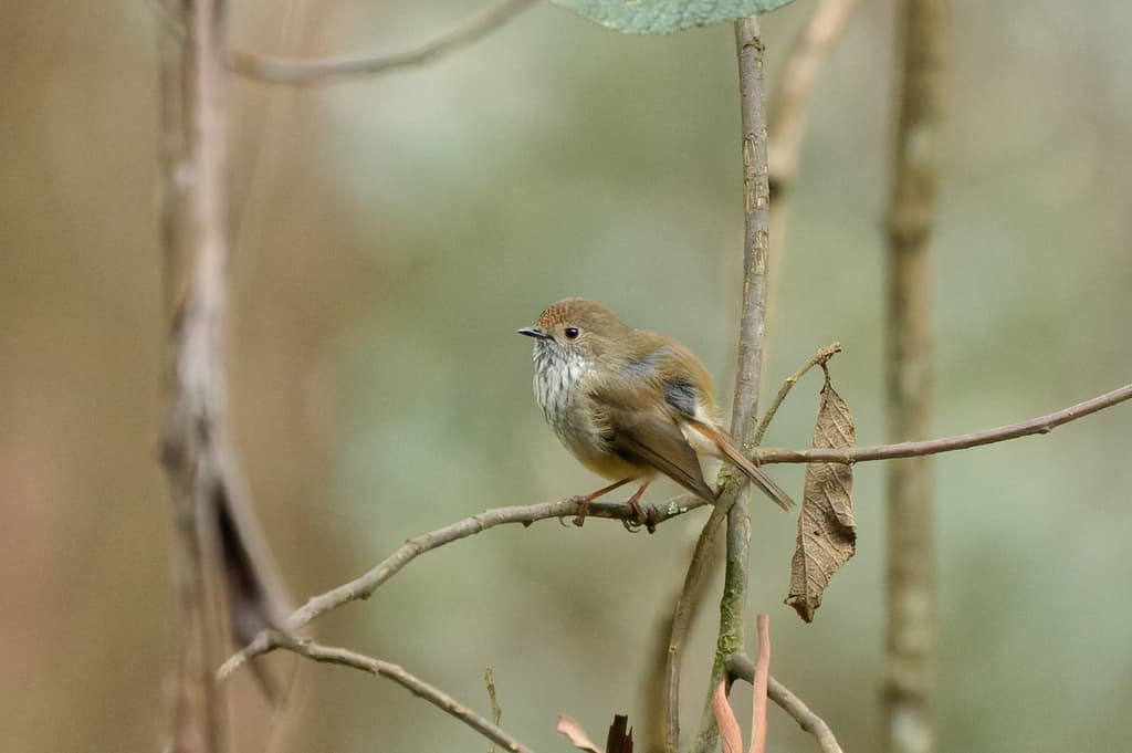 Brown Thornbill