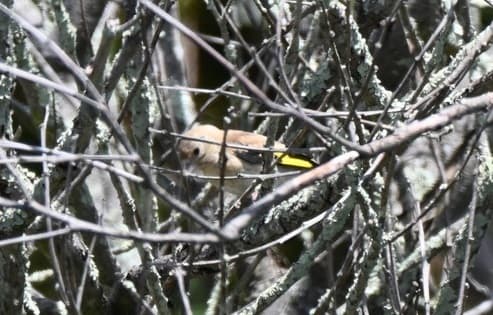European Goldfinch