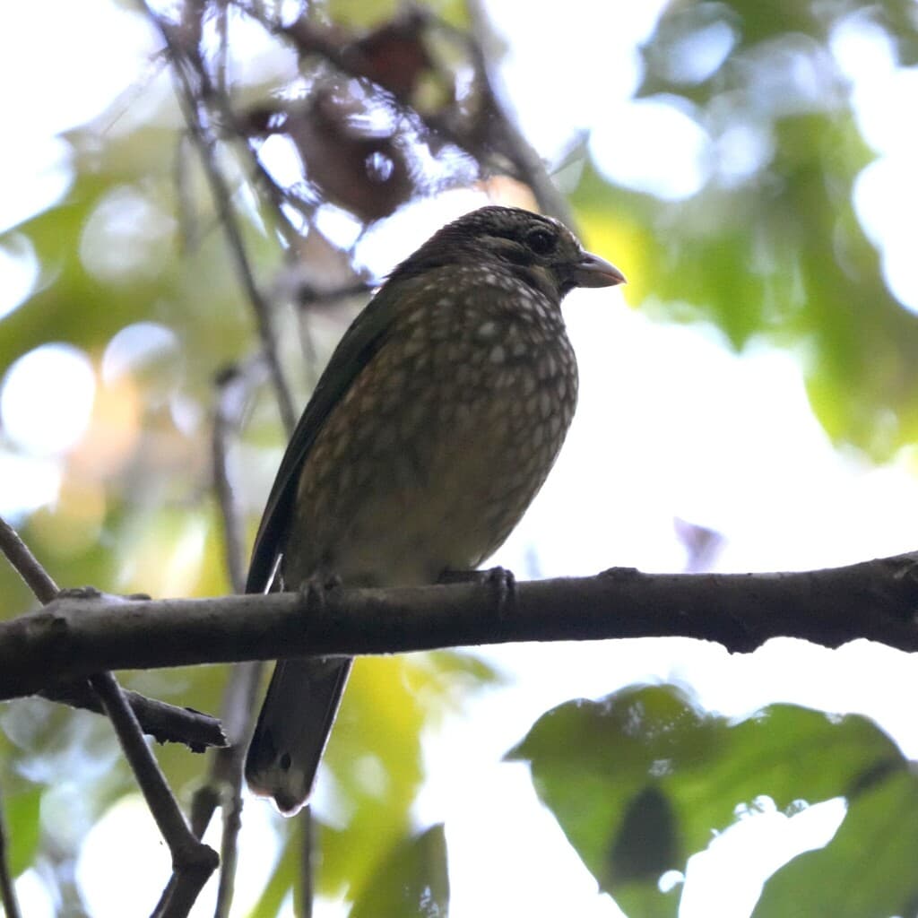 Spotted Catbird