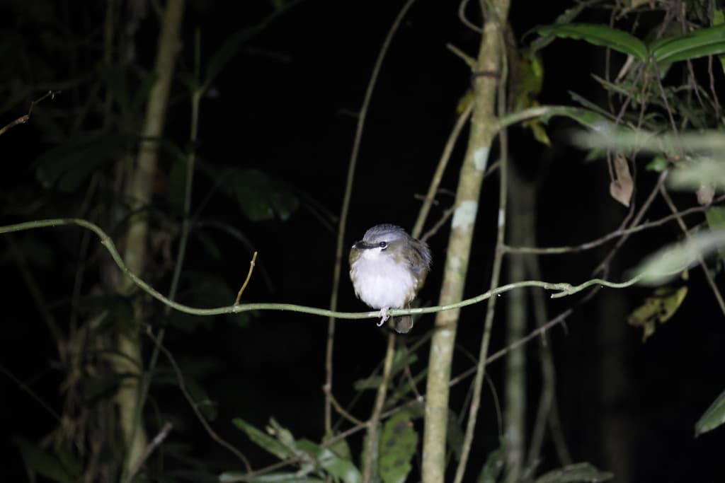 Grey-headed Robin