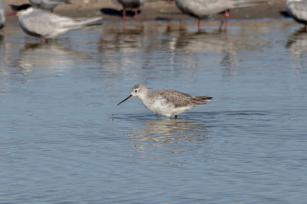 Marsh Sandpiper