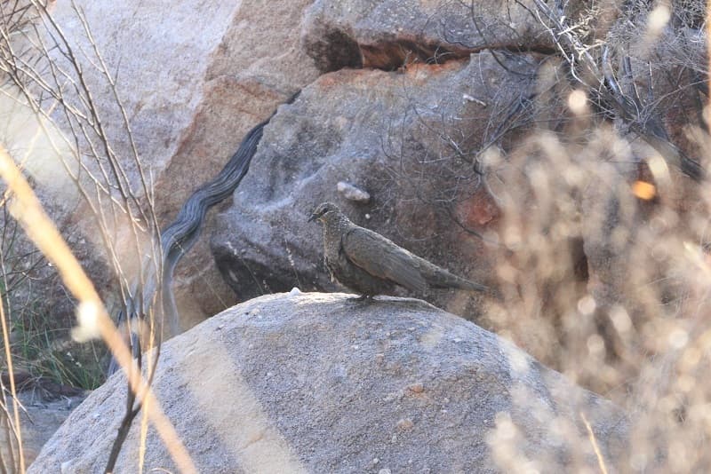 Chestnut-quilled Rock Pigeon