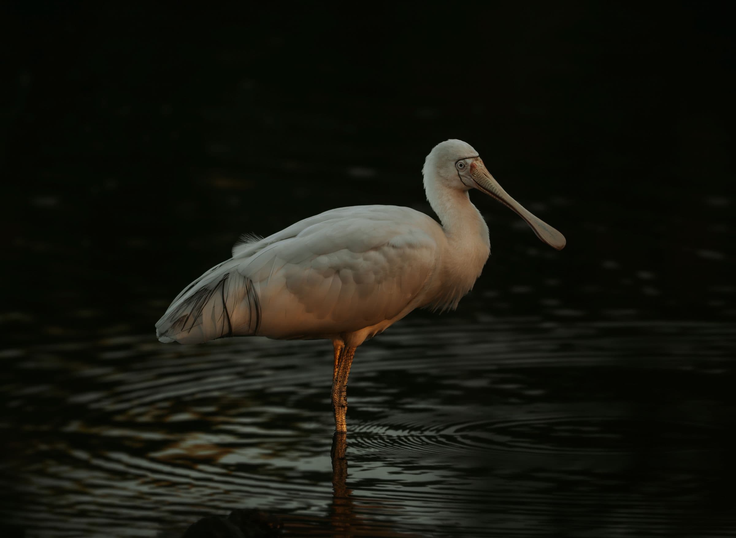 Yellow-billed Spoonbill