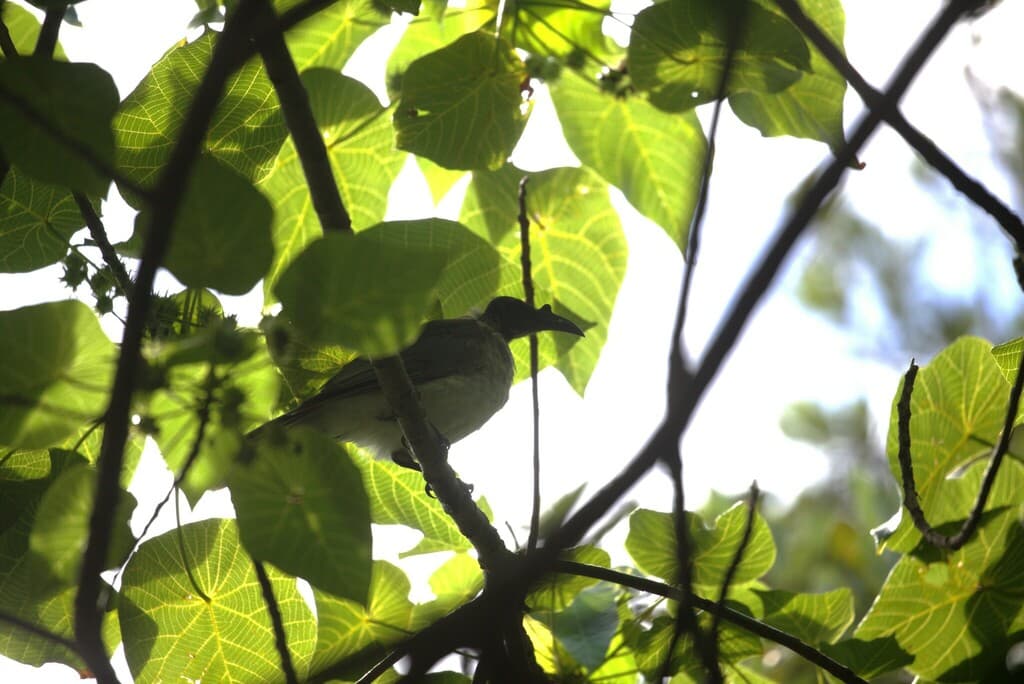 Noisy Friarbird