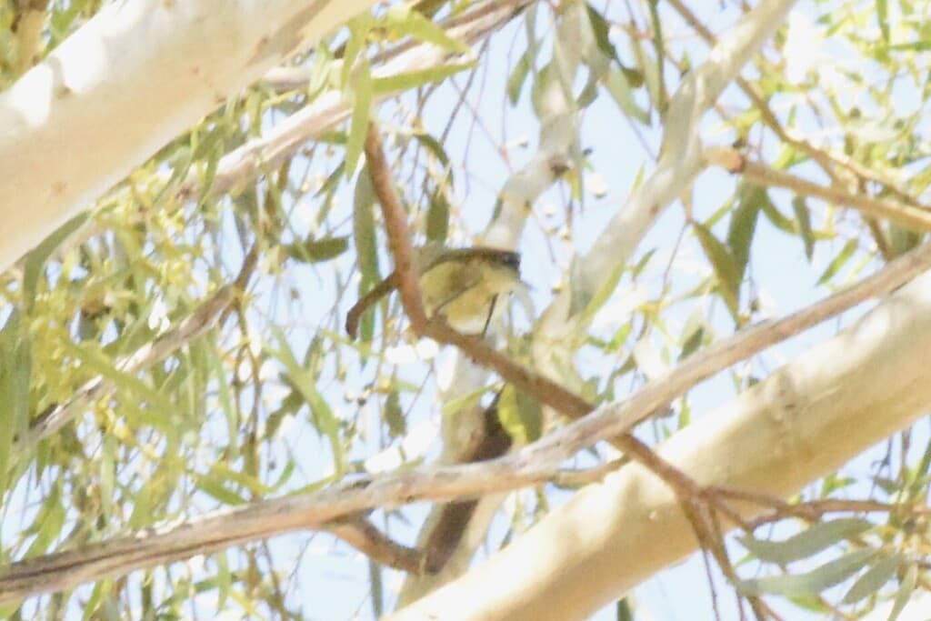Yellow Thornbill