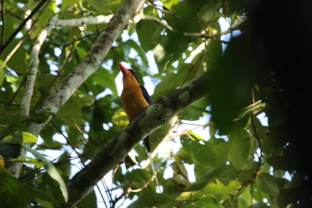 Buff-breasted Paradise Kingfisher