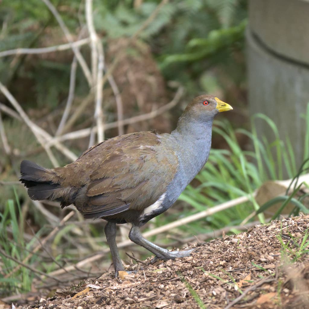 Tasmanian Nativehen