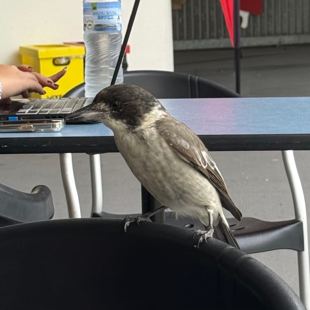 Grey Butcherbird